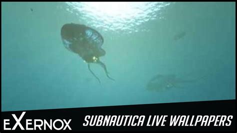 Subnautica Live Wallpaper Fhd Reefbacks Youtube