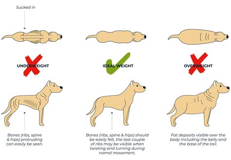 Dog Obesity Guide Help Your Dog Lose Weight ⋆ Bella And Duke Raw Food