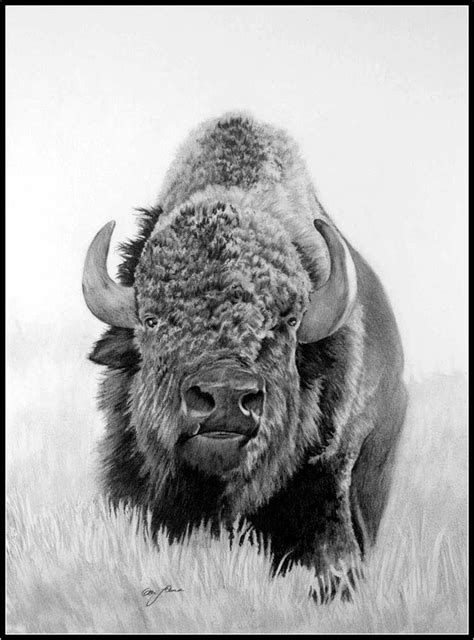 Bison Art Buffalo Animal Buffalo Art