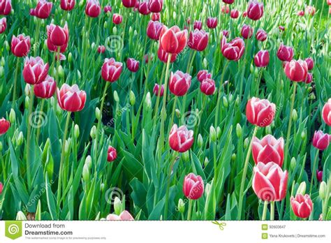 4714 Tulipanes Verdes Fotos Libres De Derechos Y Gratuitas De