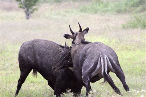 Nilgai Antelope Safari Big Time Texas Hunts Tpwd