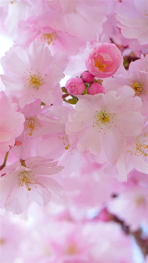 Cherry Blossom Hd Wallpaper 71 Images