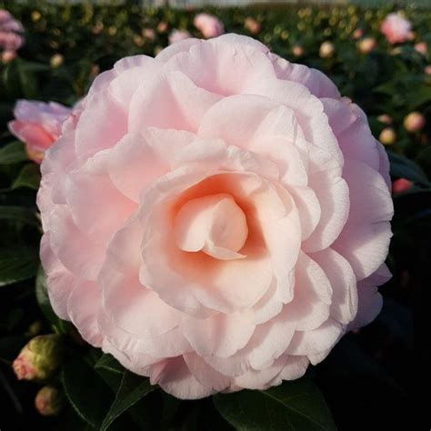 Buy Camellia Camellia Japonica Nuccios Cameo Delivery By Waitrose