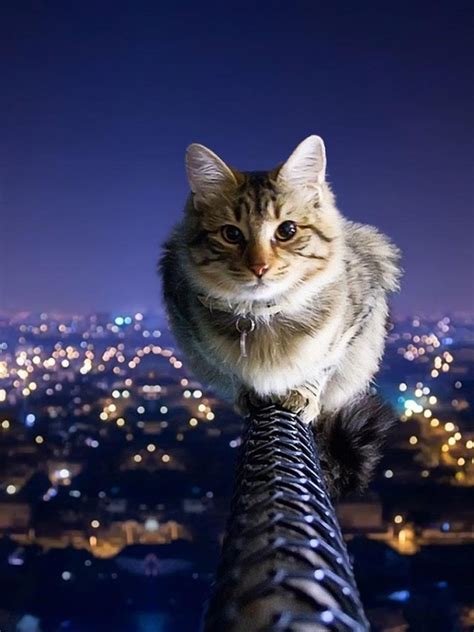 Free Download Cat Animal Windows 10 Wallpaper 1080p