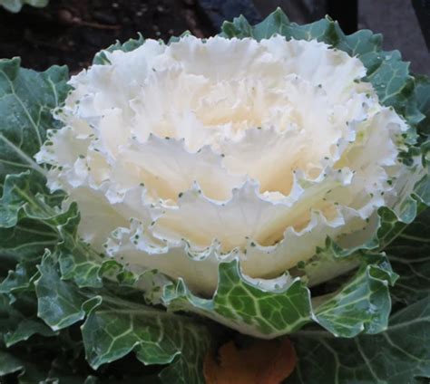 Superfood Waxless Japanese 10 Pieces Nagoya White Ornamental Cabbage