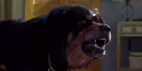 The 10 Scariest Dogs In Horror Movie History
