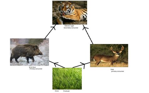 Food Chain And Food Web Siberian Tiger