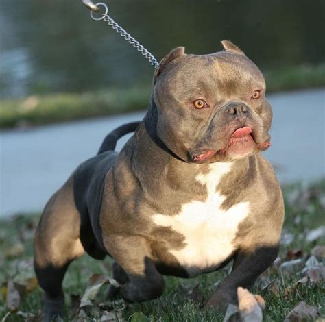 Maybe you would like to learn more about one of these? MorsoRosso: STORIA & STANDARD - AMERICAN BULLY