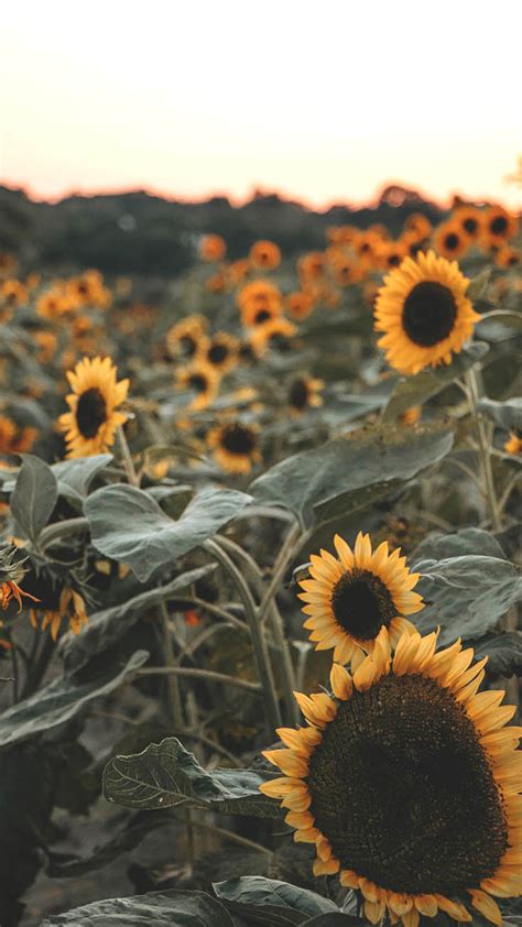 Click on image to expand and save it. 12 Super Pretty Sunflower iPhone Wallpapers | Preppy ...