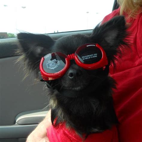 Doggles Ils Shiny Red Frame With Smoke Lens With Same Day Shipping