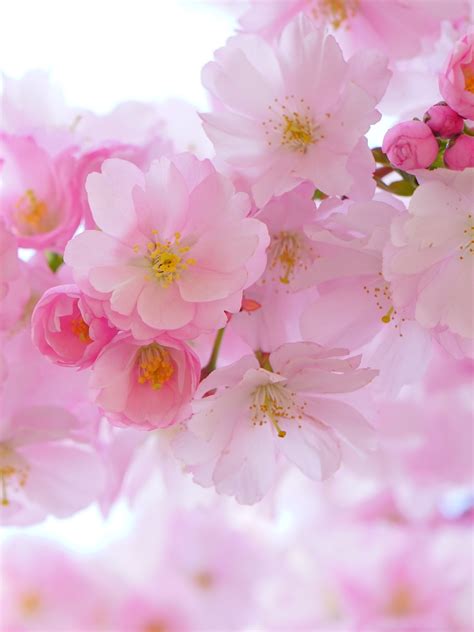 Cherry Blossom Wallpaper Hd For Mobile Japan Bridges Cherry Blossoms