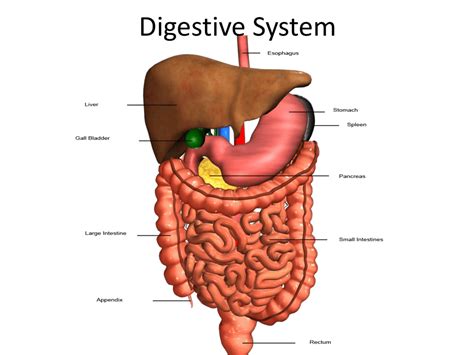 4/21 Digestive System PPt.