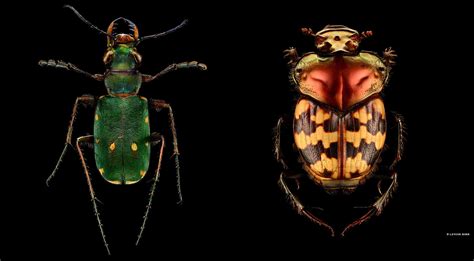 Microsculpture: Insect Portraits by Levon Biss | Fine Dining Lovers