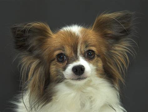 6 jungen und ein mädchen. For papillon lovers | Papillon hund, Zwergpudel, Papillon ...