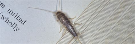 Ontdek de perfecte stockfoto's over bug wings en redactionele nieuwsbeelden van getty images kies uit premium bug wings van de hoogste kwaliteit. Why do I always find these silver bugs crawling inside of ...