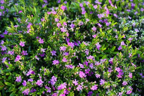 Fast Growing Mexican Heather Plants Heather Plant Plants Garden