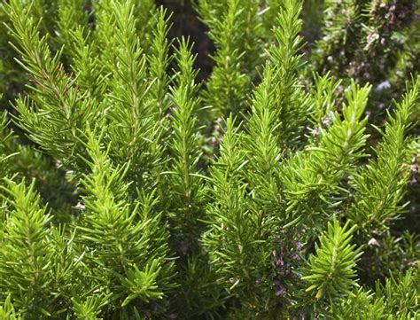 Shipped with our arrive alive guarantee. How Fast Does Rosemary Grow? | Hunker