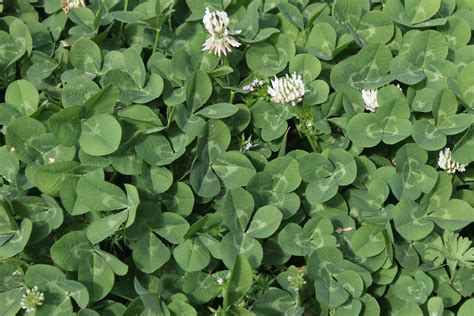 Clover Free Stock Photo - Public Domain Pictures gambar png