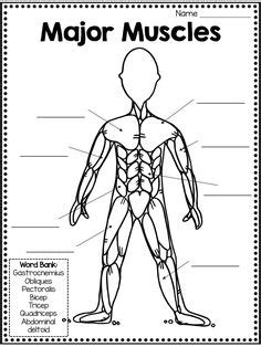 Muscles are responsible for maintaining posture, physical movement (sitting, walking, eating, etc), and movement of internal organs (such as keeping the heart pumping to circulate blood and. Skeletal System Diagram Without Labels Printable Human ...