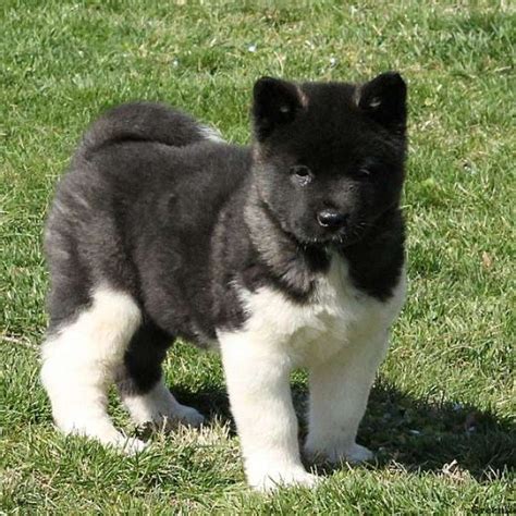 Get matched with a pupper from a responsible akita breeder near you. Akita Puppies for Sale | Akita Dog Breed Information ...