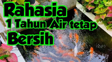 Check spelling or type a new query. Kolam Ikan koi Sistem Filtrasi, Setahun Tidak Ganti Air ...