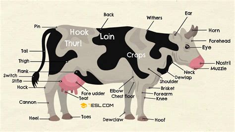 Diagram Diagram Of A Well Labelled Cow Mydiagramonline