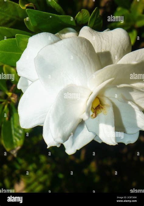White Jazmin Flower Stock Photo Alamy