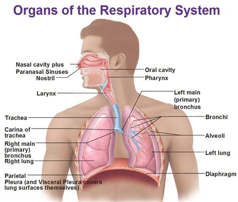 The Respiratory System Respiratory System Human Respiratory System