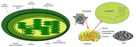 Vorkommen und eigenschaften chlorophyll und krebs für die menschliche ernährung ist der chlorophyllgehalt von gemüse und obst von bedeutung. Chloroplast Structure Under Microscope - Micropedia