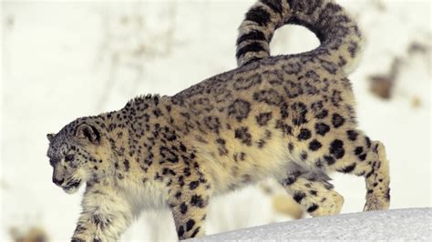 Snow Leopard Top Big Cat Predator Wallpaper Coolwallpapersme