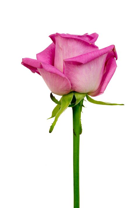 Banco de imagens plantar flor pétala Macro Flores Rosa rosa