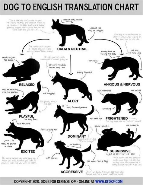 Dog Emotion Chart Dog Body Language Dogs Dog Behavior