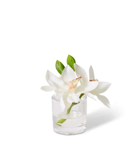 White Cymbidium Orchid In Vase Acornnursery