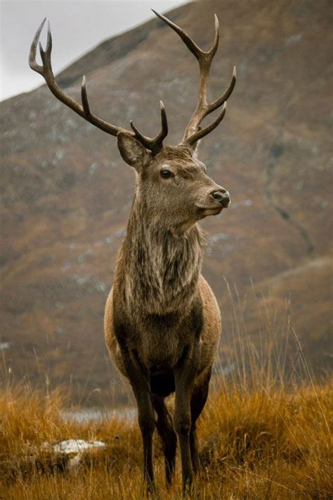 Red Deer Stag By Derek Beattie