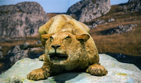 The grotte chauvet was discovered at christmas 1994. Visiter la Grotte Chauvet : on vous explique tout