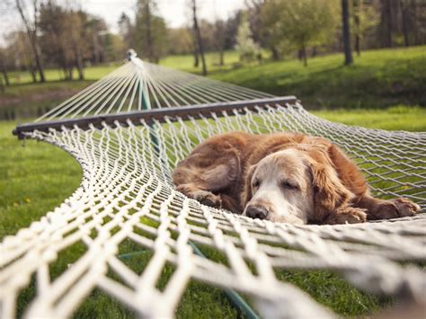 Cute Image Of Animals Dog Relaxing On Nets Sound Sleep