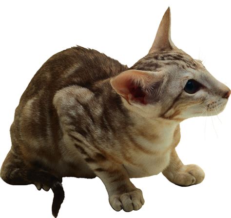 Cat Png Transparent Image Download Size 2215x2089px