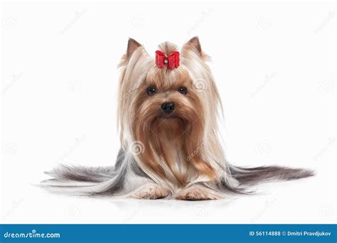 Dog Yorkie Puppy On White Background Stock Photo Image Of Small