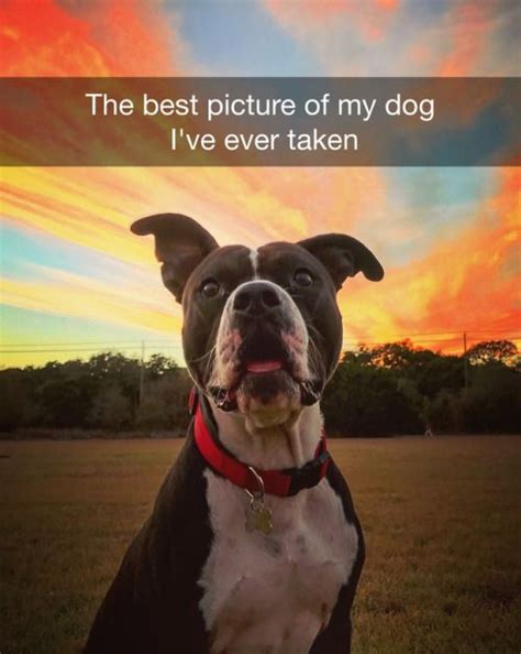 17 Best Images About Peace Love And Pitbulls On Pinterest