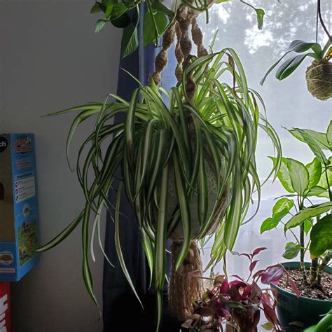I have had it for quite some time. Leaves Bending and Drooping on Spider Plant? | ThriftyFun