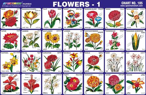 S P E C T R U M Spectrum Charts Flower Names Flower Images