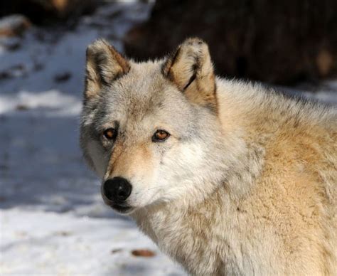 Tundra Wolf Predator Snow Nature Wolves Winter Hd Wallpaper Peakpx