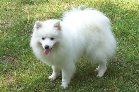 American Eskimo Dog Breed Information With Pictures