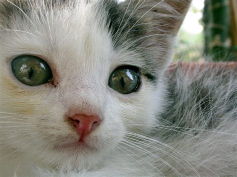 Rüyada Çok Kedi Görmek - Rüya Meali