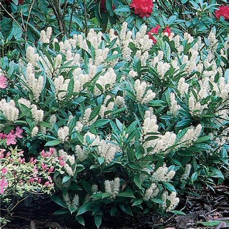 English laurel grows best in a slightly acidic soil. 9.64-Gallon White Otto Luyken Cherry Laurel Foundation ...