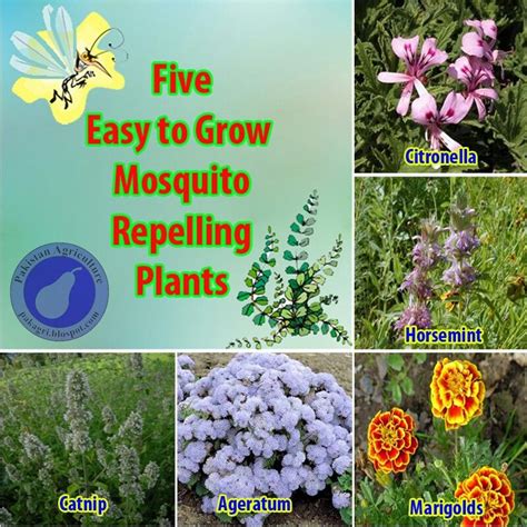 Pin by Maya Ruvalcaba on Prevención | Mosquito repelling plants, Plants ...