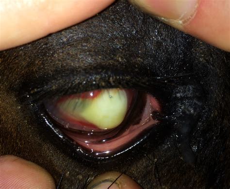 Care guide for corneal ulcer. » Equine | Pedernales Veterinary Center