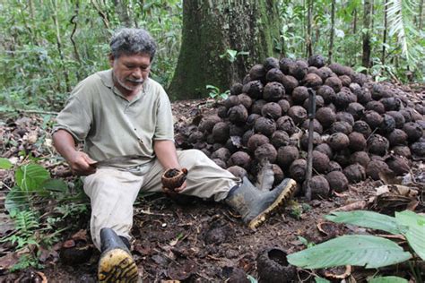 Maybe you would like to learn more about one of these? News | Innovating Brazil nuts: a business with roots in ...