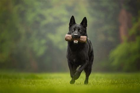 Black German Shepherd Breed Information And Facts Marvelous Dogs