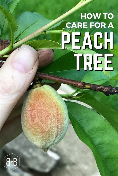It also includes making sure your trees get enough water and sunshine and chances at pollination. Having fresh peaches right from your backyard is an ...